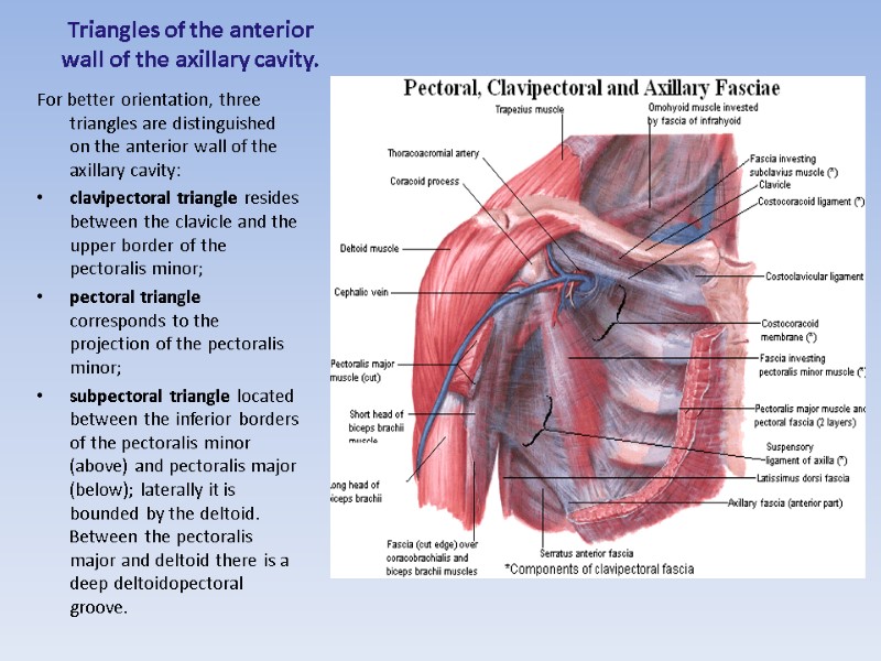 Triangles of the anterior wall of the axillary cavity.   For better orientation,